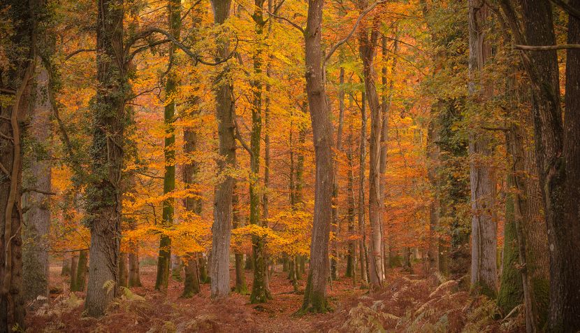 Autumn trees New Forest
